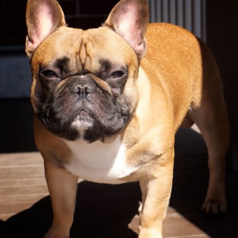 A_French_Bulldog