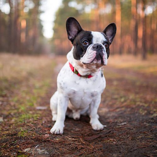 French bulldog puppy on the walk in forest